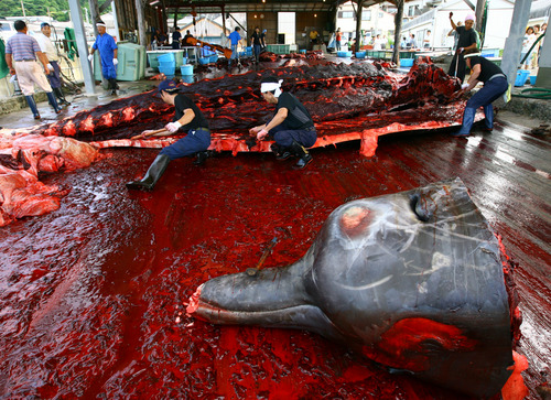 Images Of Whales. of whales every year